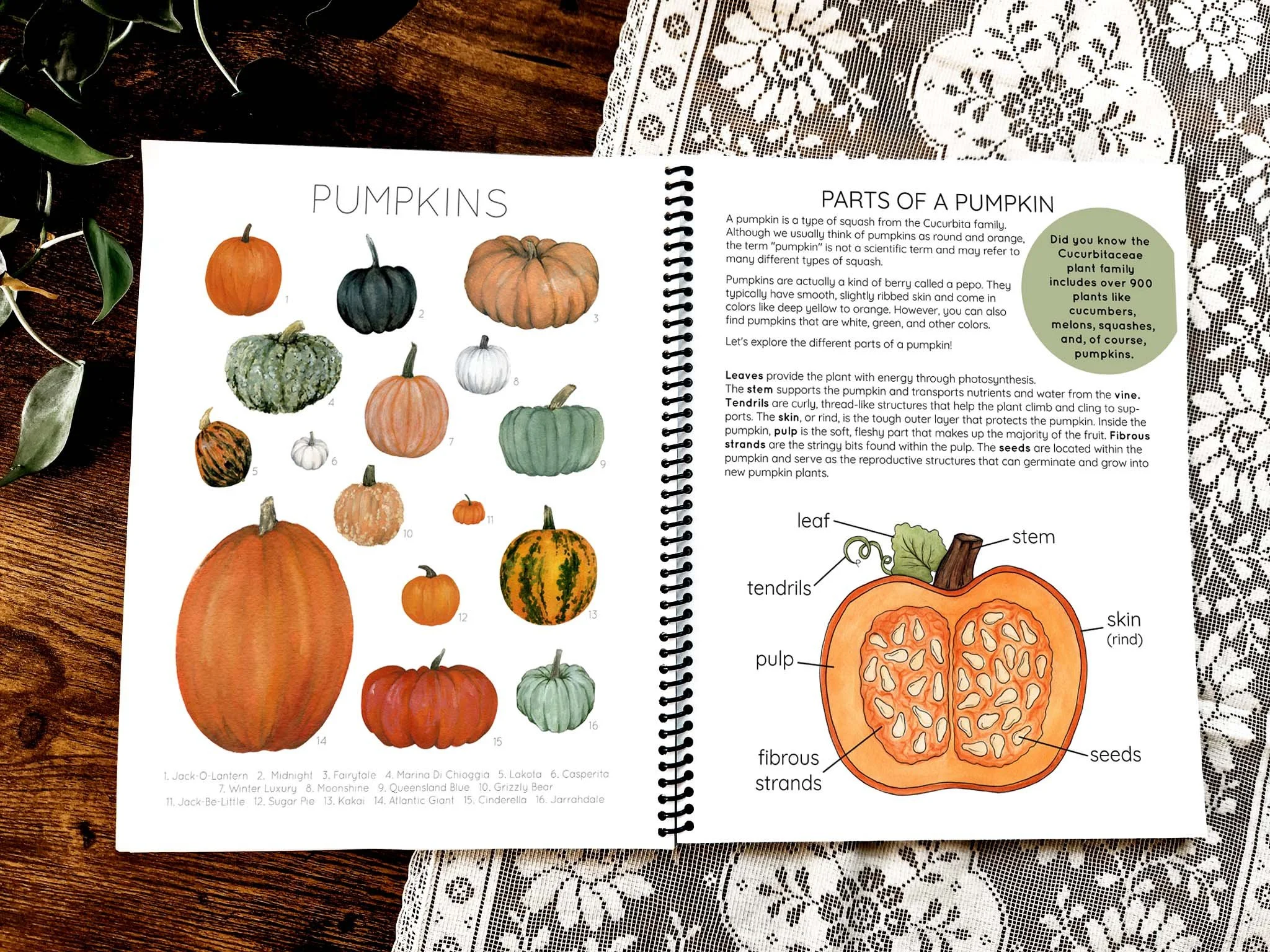 Pumpkin Nature Study Spiral Bound — Stephanie Hathaway Designs